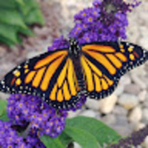 Meet your Posher, Lois